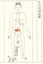 懐胎五ヶ月